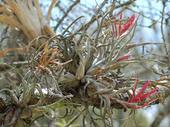 Tillandsia caput-medusae