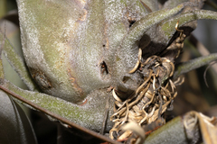 Tillandsia caput-medusae