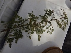 Bursera bipinnata