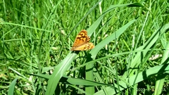 Pararge aegeria