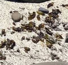 Halosaccion glandiforme