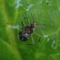 Microvelia americana