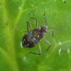 Microvelia americana