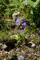 Pinguicula leptoceras