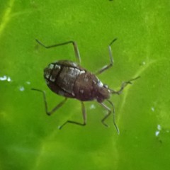 Microvelia americana