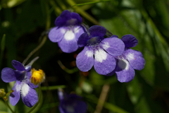 Pinguicula leptoceras