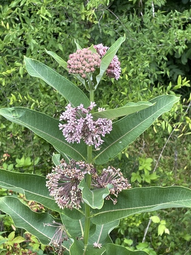 Asclepias syriaca