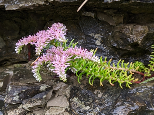 Sedum pulchellum Michx.
