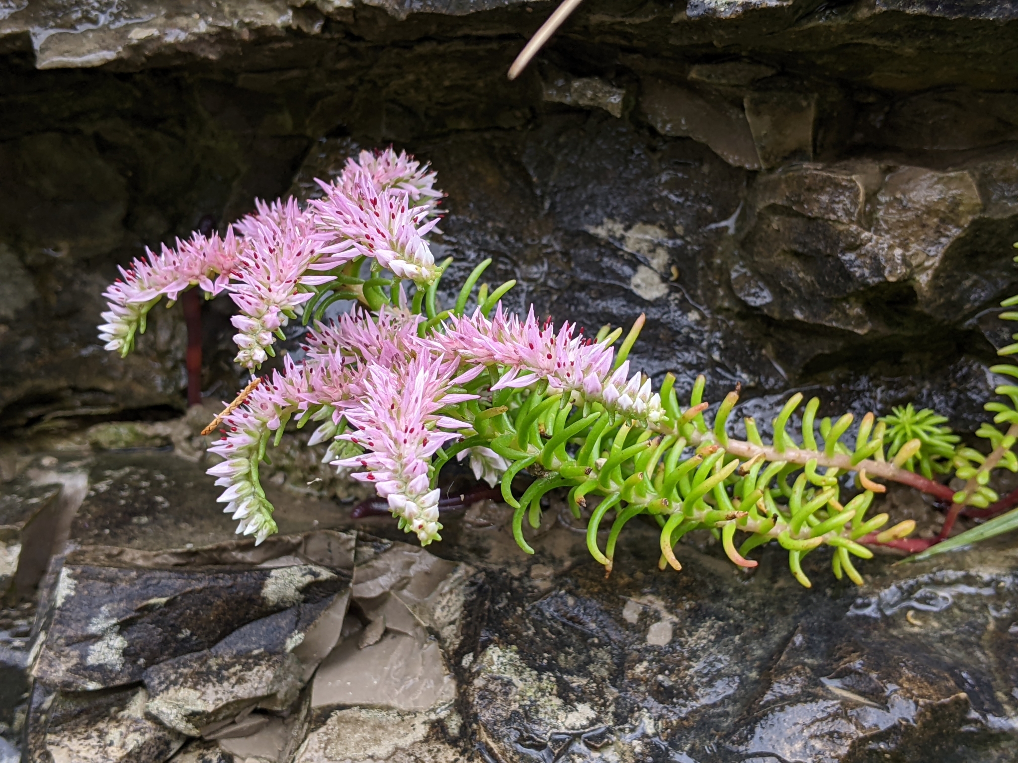 Sedum pulchellum