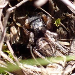 Habronattus coecatus