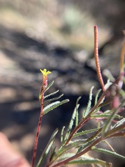 Camissonia pusilla