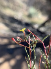 Camissonia pusilla