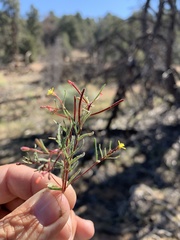 Camissonia pusilla