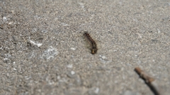 Insecta