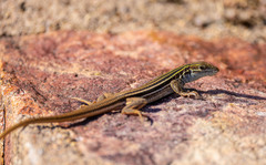 Aspidoscelis sonorae