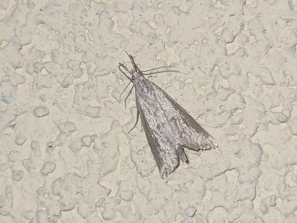 Pseudobissetia terrestrellus