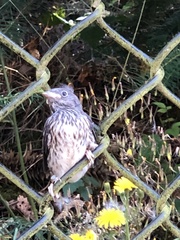 Junco hyemalis shufeldti
