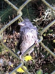 Junco hyemalis shufeldti