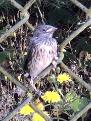 Junco hyemalis shufeldti