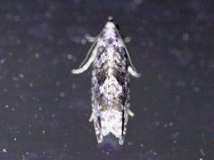 Gretchena watchungana