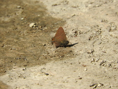 Electrostrymon guzanta