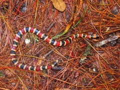 Pliocercus elapoides