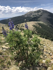 Lupinus sierrae-blancae