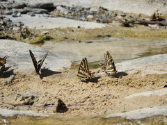 Papilio pilumnus