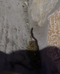 Xerotyphlops vermicularis