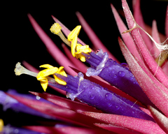 Tillandsia ionantha