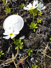 Primula egaliksensis