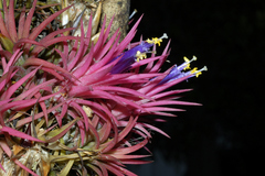 Tillandsia ionantha
