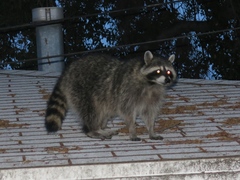 Procyon lotor psora
