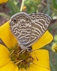 Leptotes marina