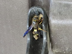 Ancistrocerus spinolae