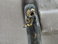 Ancistrocerus spinolae