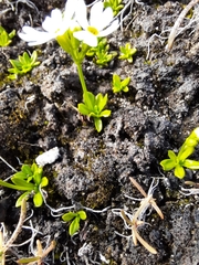 Primula egaliksensis