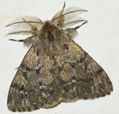 Ocneria atlantica
