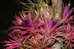 Tillandsia ionantha