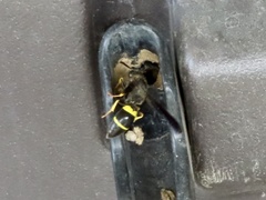 Ancistrocerus spinolae