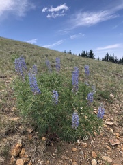 Lupinus sierrae-blancae