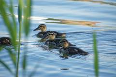 Anas platyrhynchos