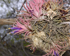 Tillandsia ionantha