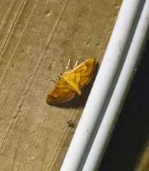 Orphanostigma haemorrhoidalis