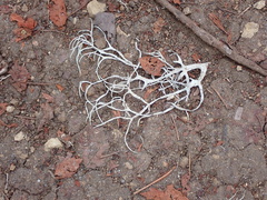 Thamnolia vermicularis