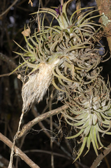 Tillandsia ionantha