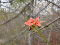 Jatropha nudicaulis