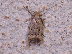 Neodactylota liguritrix