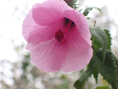 Hibiscus escobariae