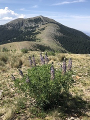 Lupinus sierrae-blancae